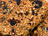 Dried Currant Scones