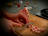 Cutting and Blanching Bacon